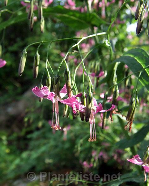 Prenanthes purpurea - Click for next image