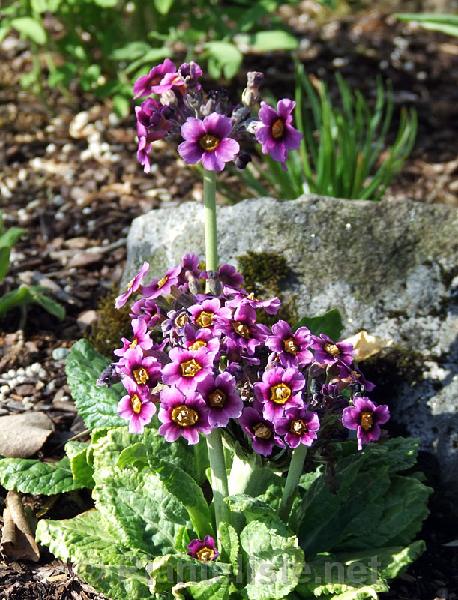 Primula calderiana - Click for next image