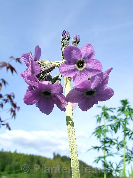 Primula chionantha ssp. melanops - Click for next image