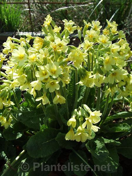 Primula eliator - Click for next image