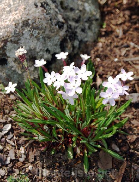 Primula graminifolia - Click for next image
