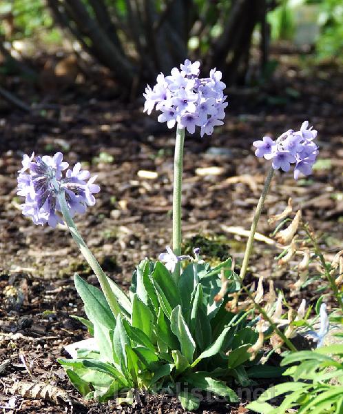 Primula limbata - Click for next image