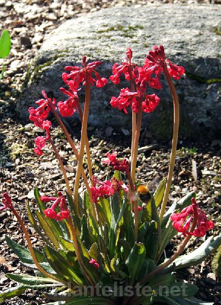 Primula maximowiczii - Click for next image