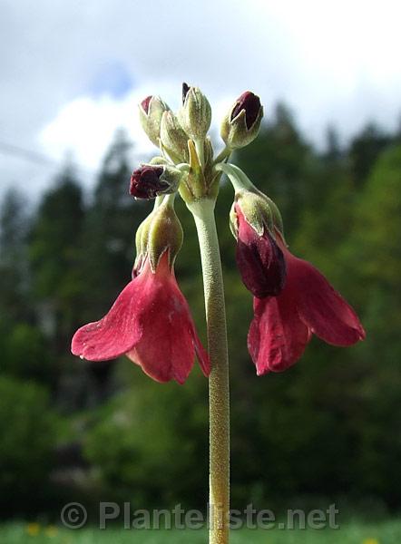Primula sikkimensis, red - Click for next image