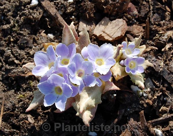 Primula sonchifolia - Click for next image