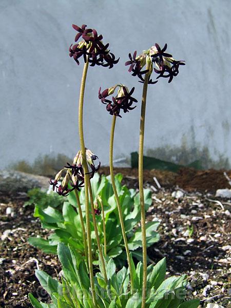 Primula tangutica - Click for next image