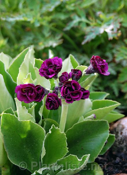 Primula x pubescens 'Xaver' - Click for next image