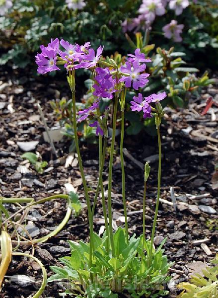 Primula yargoensis - Click for next image