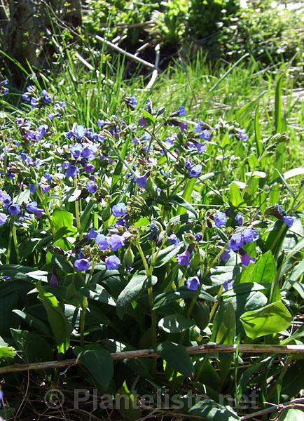 Pulmonaria sp. - Click for next image