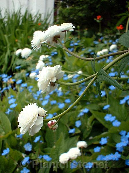 Ranunculus aconitifolius 'Plenus' - Click for next image