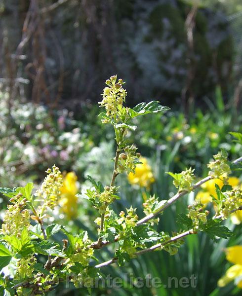 Ribes alpinum - Click for next image