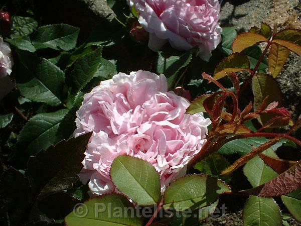 Rosa 'Jacques Cartier' - Click for next image