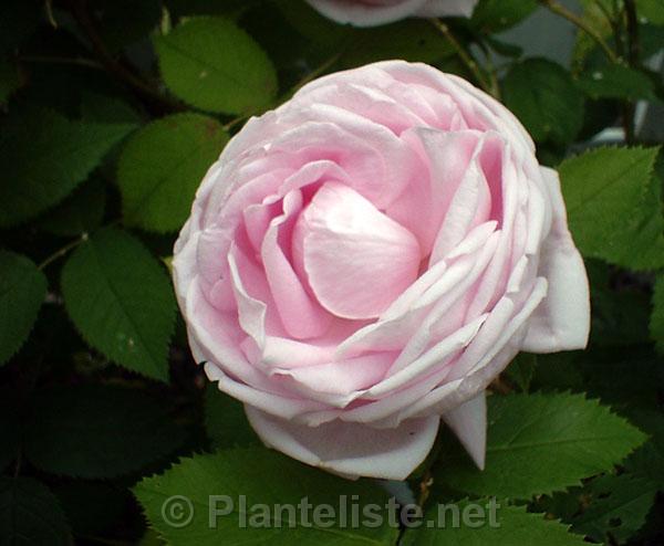 Rosa 'Mme Louise Leveque' - Click for next image