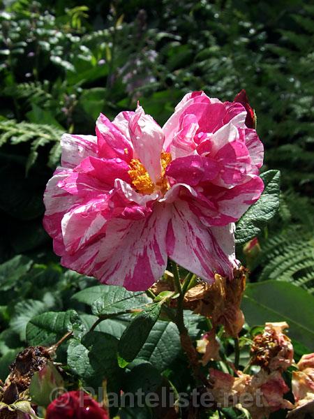 Rosa 'Mundi' - Click for next image