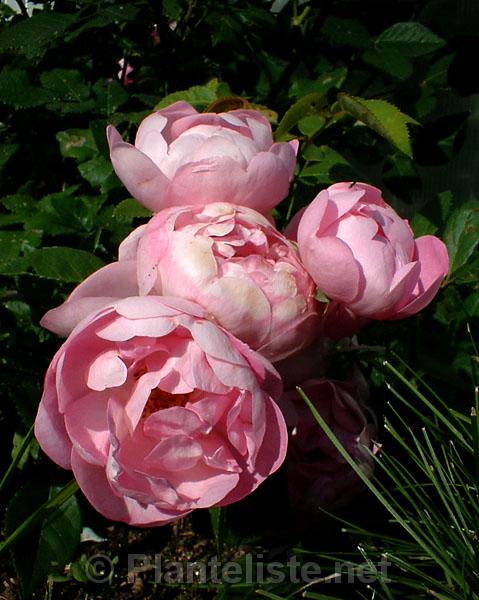 Rosa 'Raubritter' - Click for next image