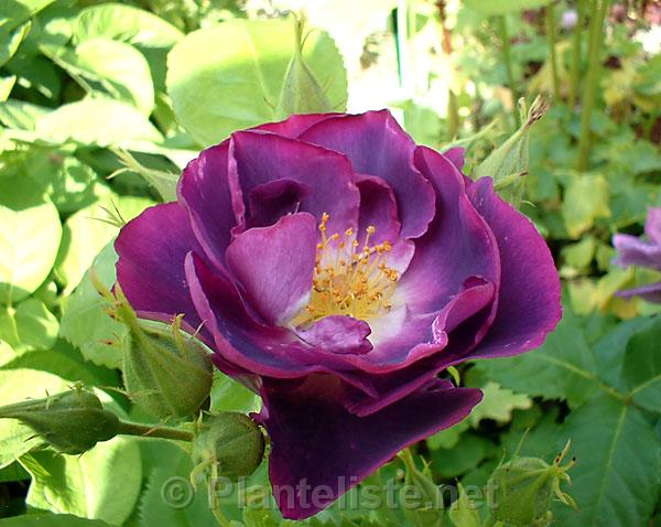 Rosa 'Rhapsody in Blue' - Click for next image