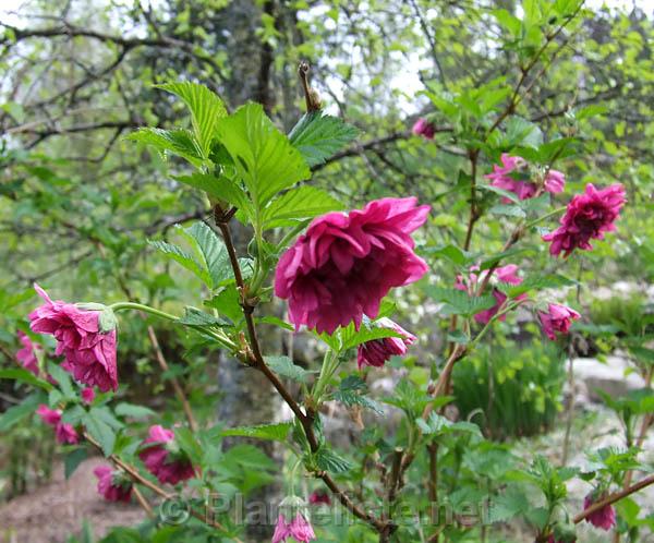 Rubus spectabilis 'Olympic Double' (syn. 'Flore Pleno') - Click for next image