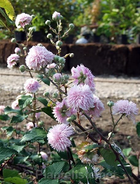 Rubus ulmifolius 'Bellidiflorus' - Click for next image