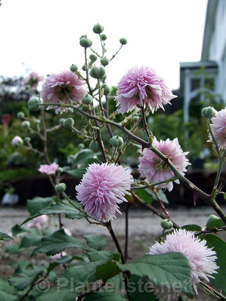 Rubus ulmifolius 'Bellidiflorus' - Click for next image