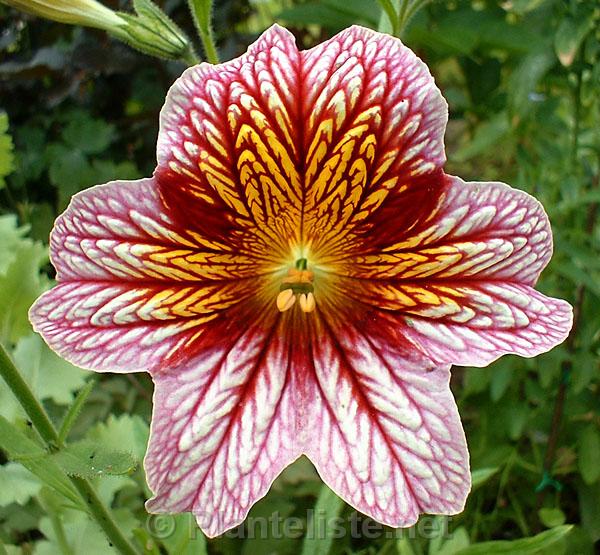 Salpiglossis sinuata 'Superbissima' - Click for next image