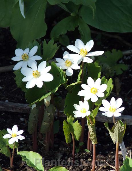 Sanguinaria canadensis - Click for next image