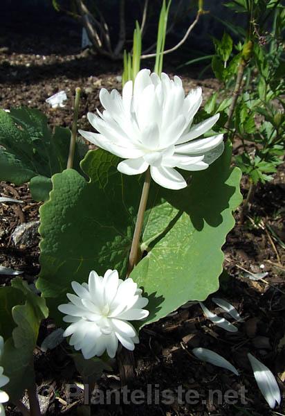 Sanguinaria canadensis 'Multiplex' - Click for next image