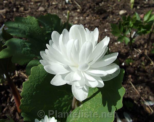 Sanguinaria canadensis 'Multiplex' - Click for next image