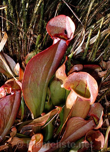 Sarracenia purpurea - Click for next image