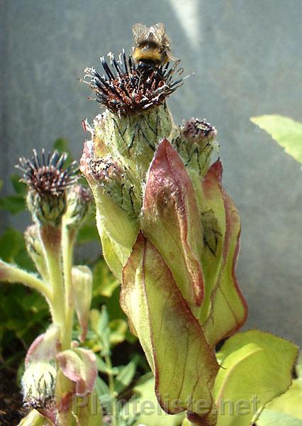 Saussurea globosa - Click for next image