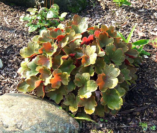 Saxifraga fortunei 'Rubrifolia' - Click for next image