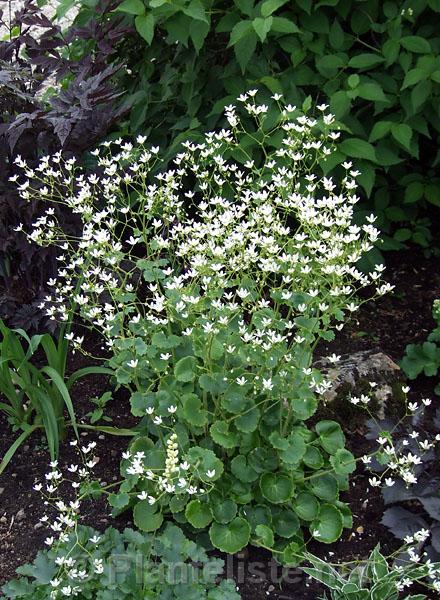 Saxifraga rotundifolia - Click for next image