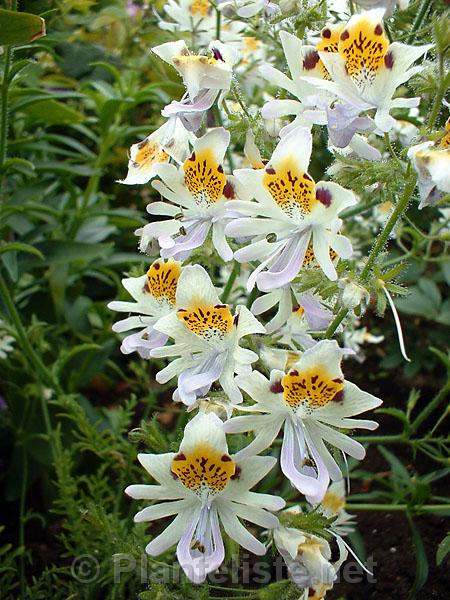 Schizanthus porrigens - Click for next image