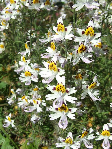 Schizanthus porrigens - Click for next image