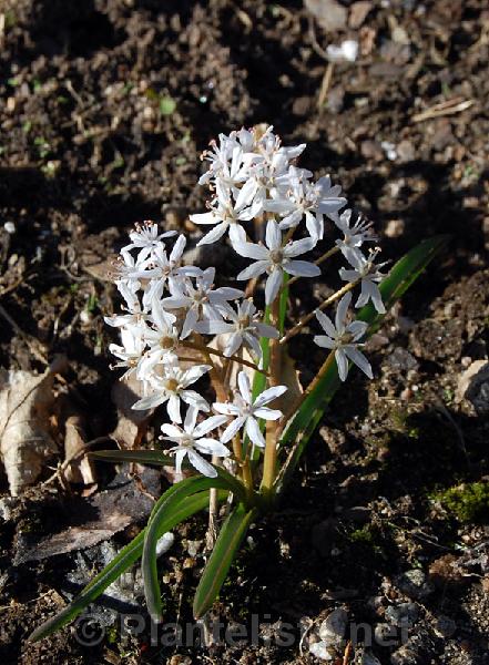 Scilla bifolia 'Alba' - Click for next image