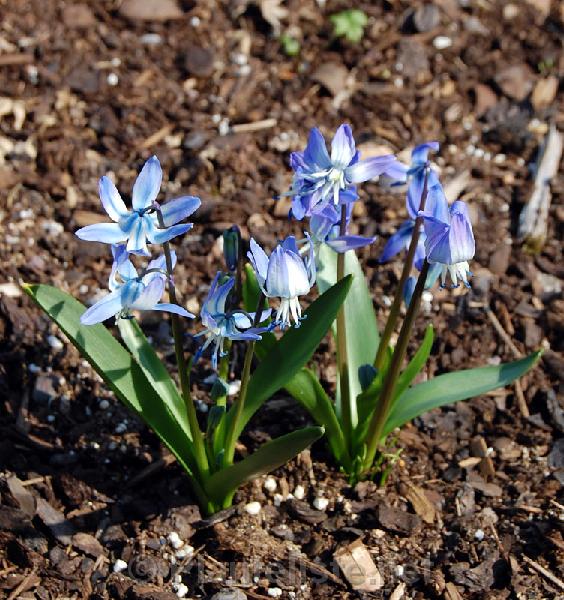 Scilla rosenii - Click for next image