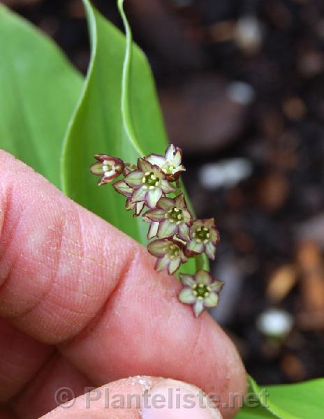 Smilacina aff. atropurpurea ex Nujiang - Click for next image