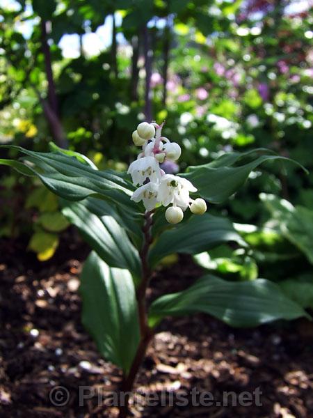 Smilacina oleracea - Click for next image