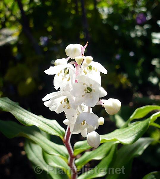 Smilacina oleracea - Click for next image