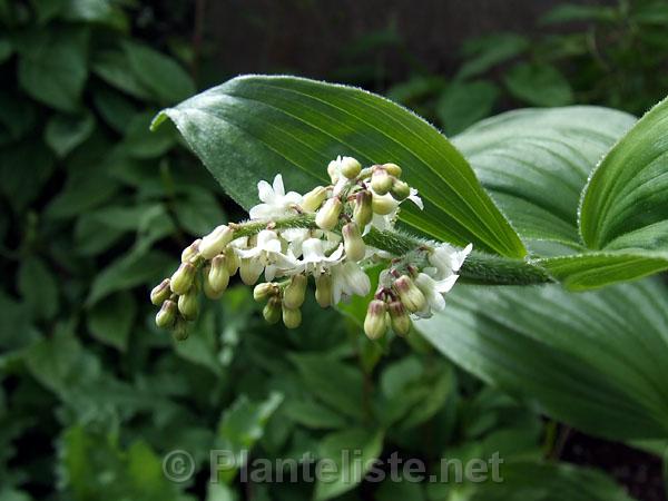 Smilacina purpurea - Click for next image