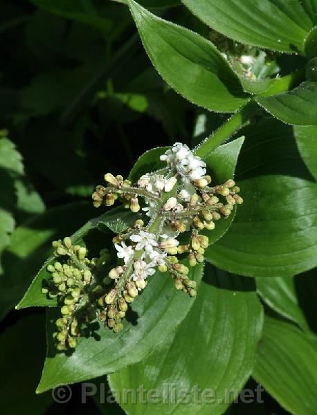 Smilacina purpurea - Click for next image