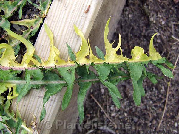 Taraxacum sp. 'Variegatum' - variegert løvetann - Click for next image