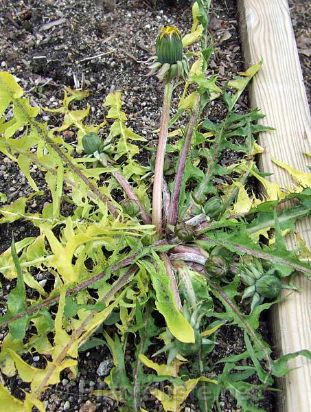 Taraxacum sp. 'Variegatum' - variegert løvetann - Click for next image