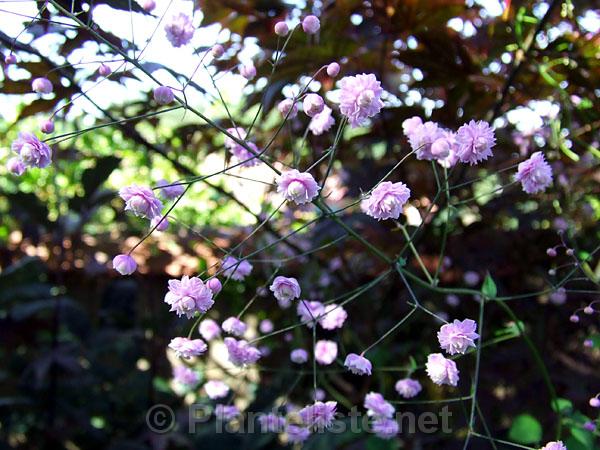 Thalictrum delavayi 'Hewitt's Double' - Click for next image