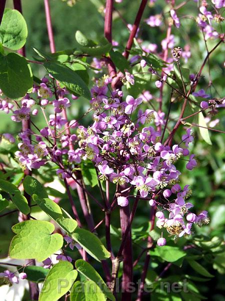 Thalictrum rochebrunianum - Click for next image