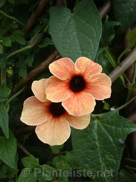 Thunbergia alata 'Blushing Susie' - Click for next image