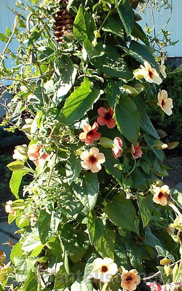 Thunbergia alata 'Blushing Susie' - Click for next image