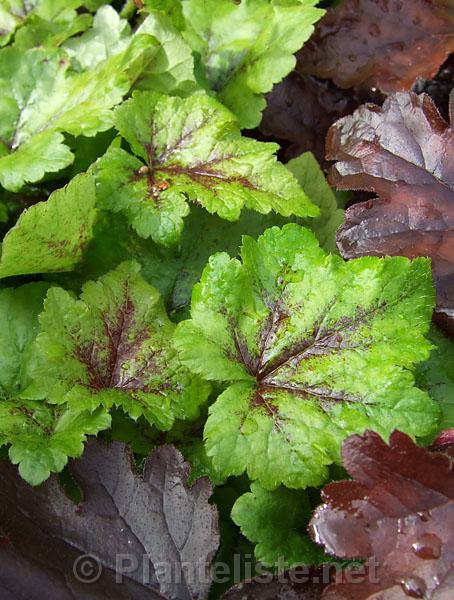 Tiarella 'Inkblot' - Click for next image