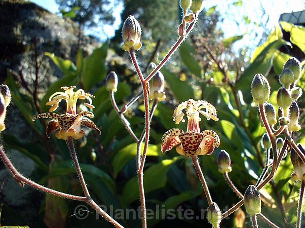 Tricyrtis latifolia - Click for next image