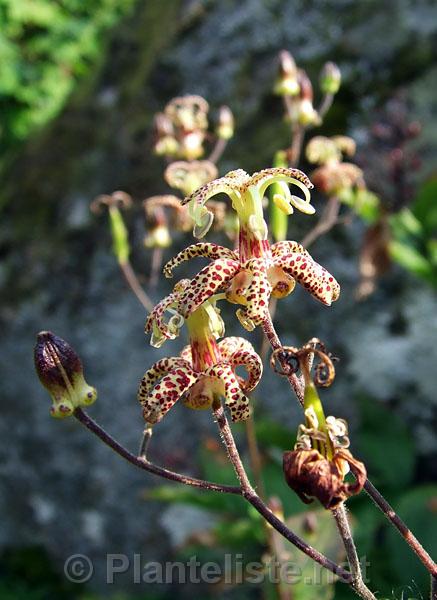 Tricyrtis latifolia - Click for next image