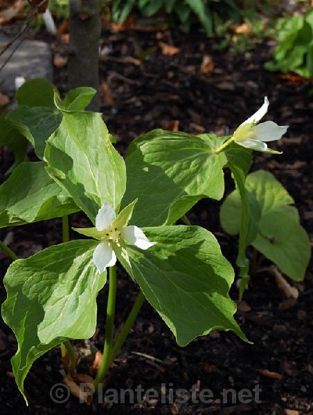 Trillium camschatcense - Click for next image